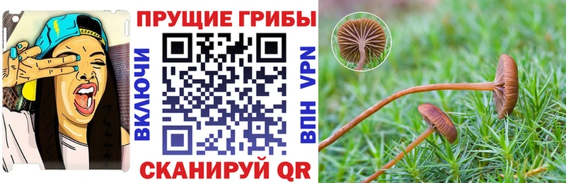 мориарти телеграм гидра как войти Калачинск Псилоцибиновые грибы MAGIC MUSHROOMS
